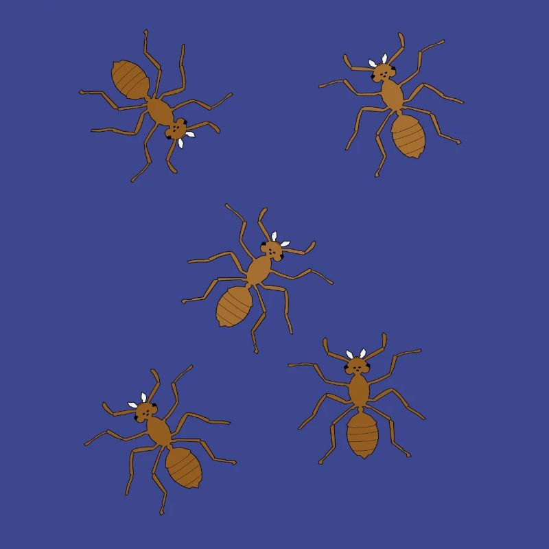 fourmis insectes insecte fourmi