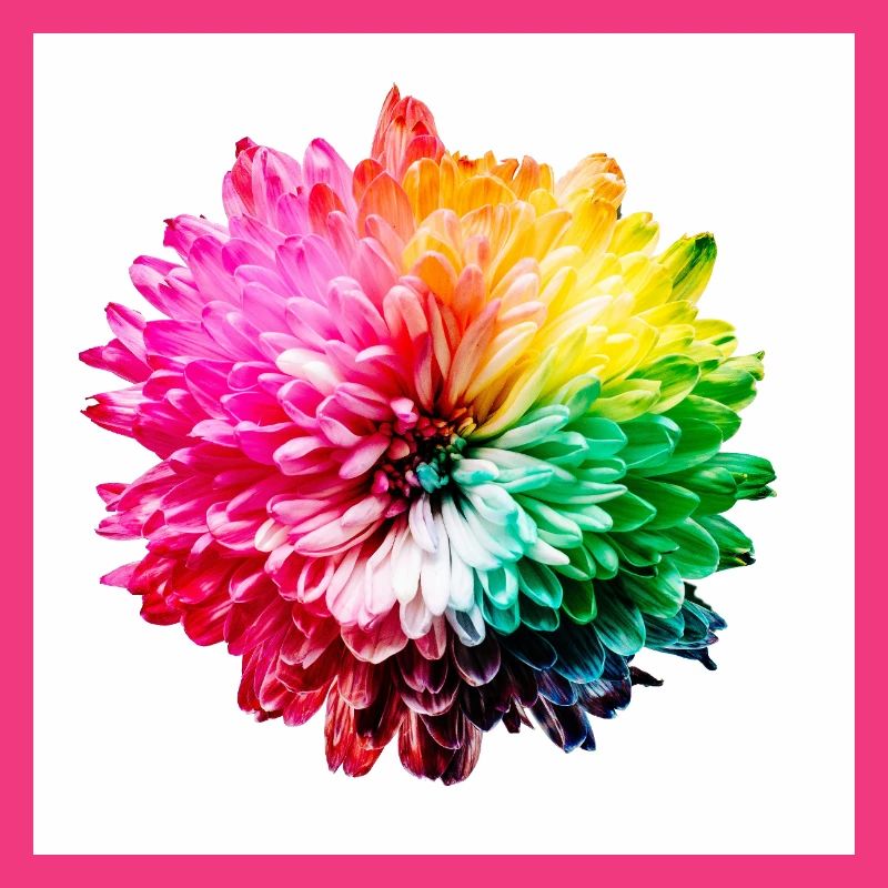 Explosion de la Fleur Arc-en-ciel