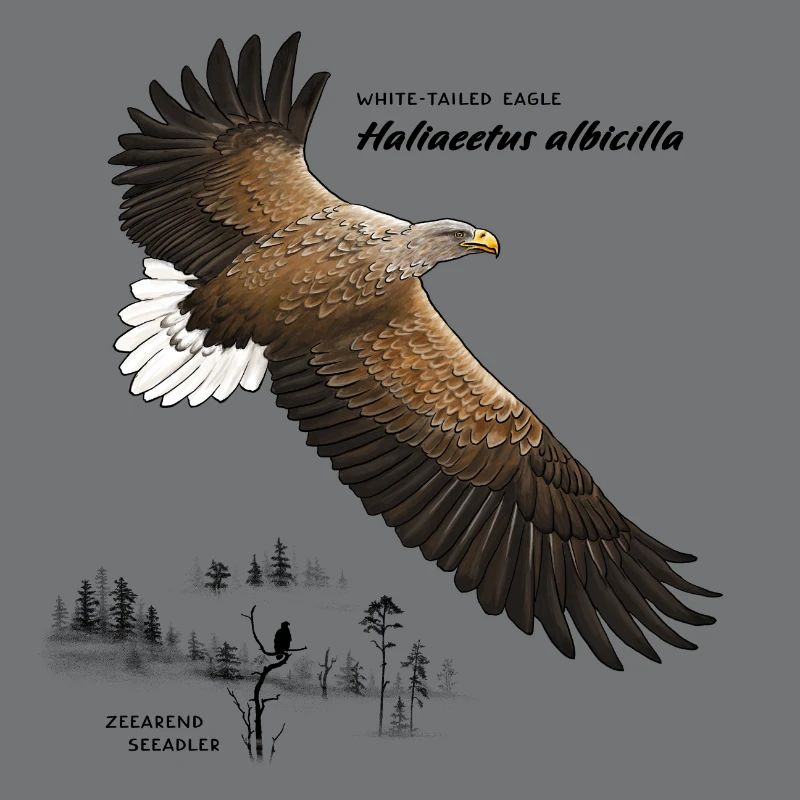 Pygargue à queue blanche