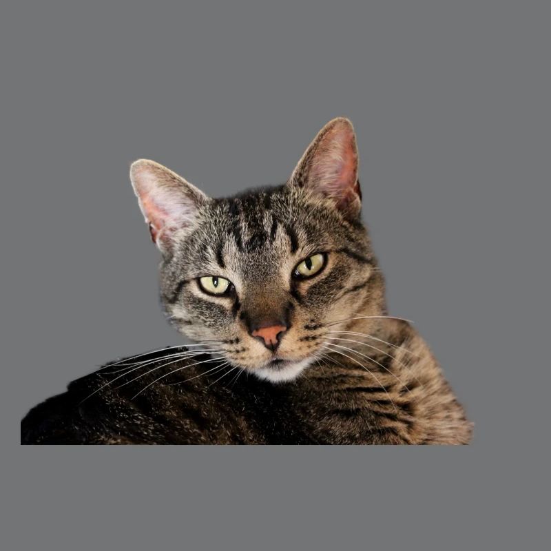Cat Kitten