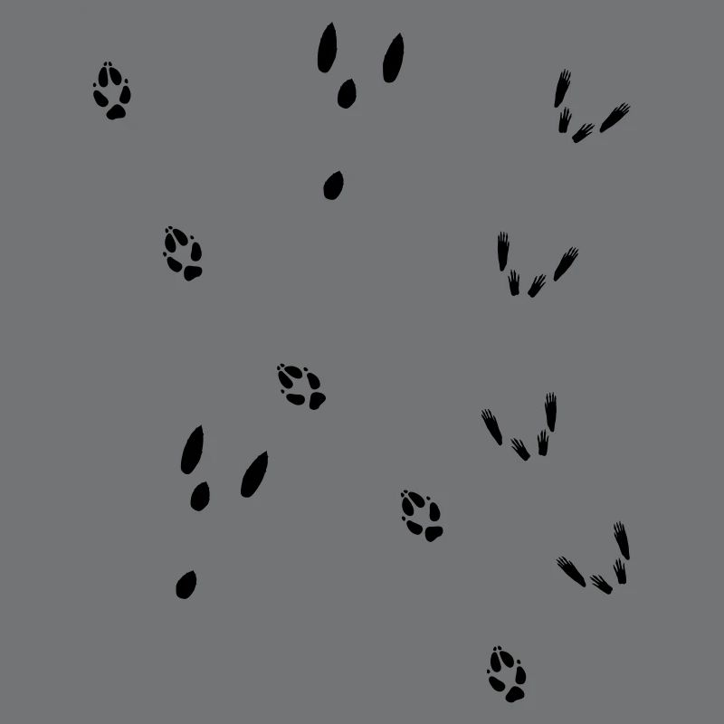 Fährte Fuchs, Hase, Eichhörnchen