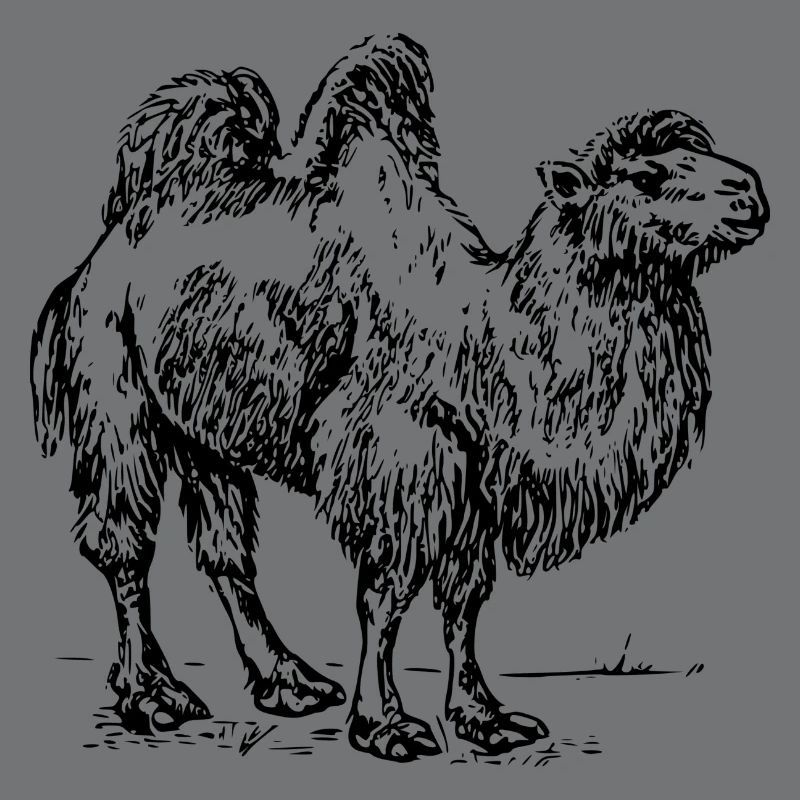 Kamel