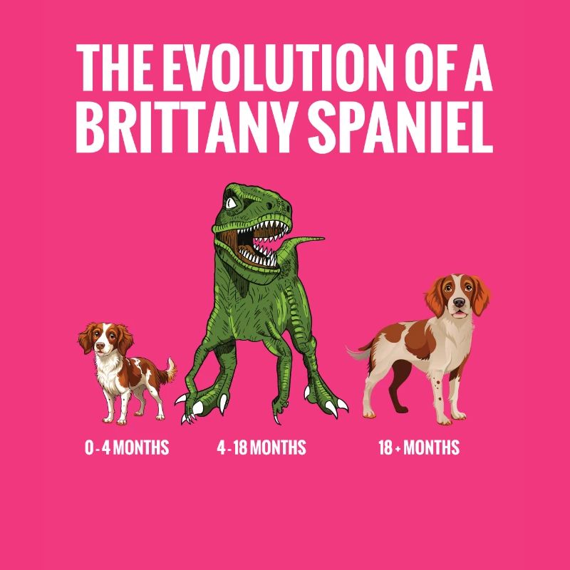 Die Evolution Eines Bretonischen Spaniel-hundes