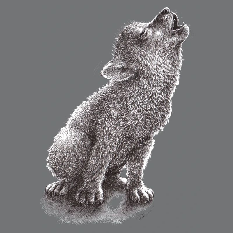 Junger heulender Wolf