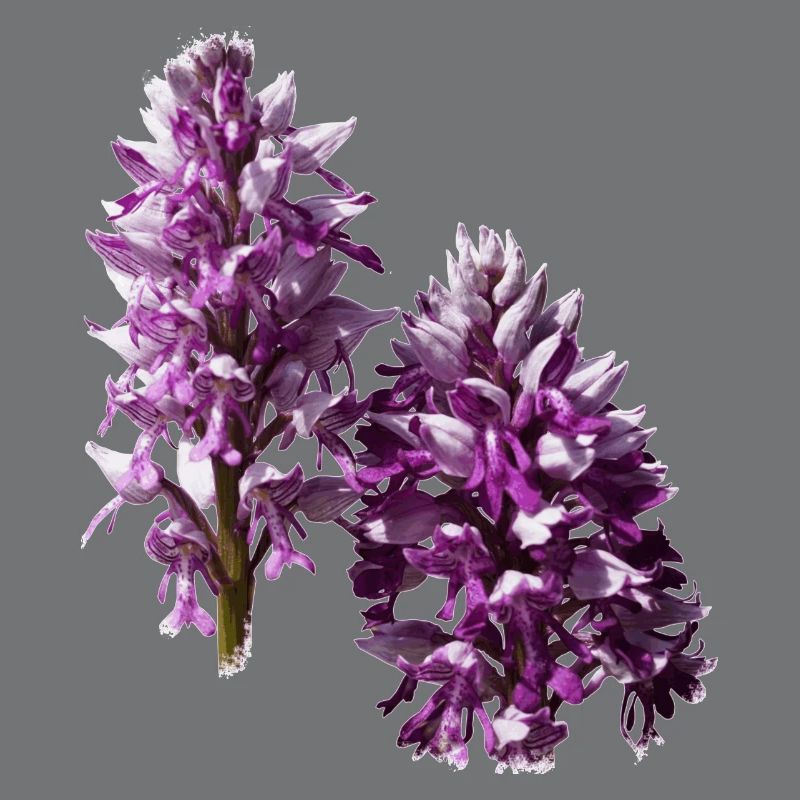 L'orchidée est une orchidée native