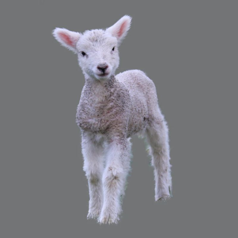 cute lamb - süßes Lamm