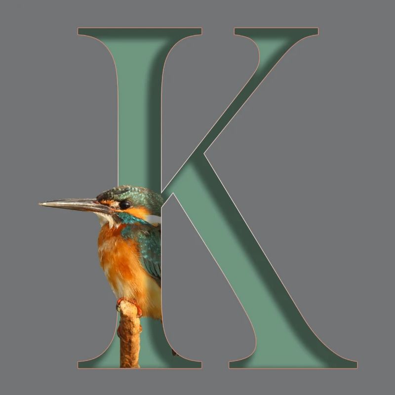 Buchstabe K, Eisvogel