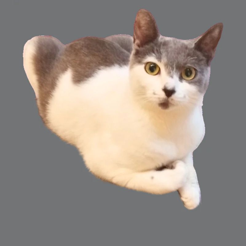 Mignon Compagnon de chat