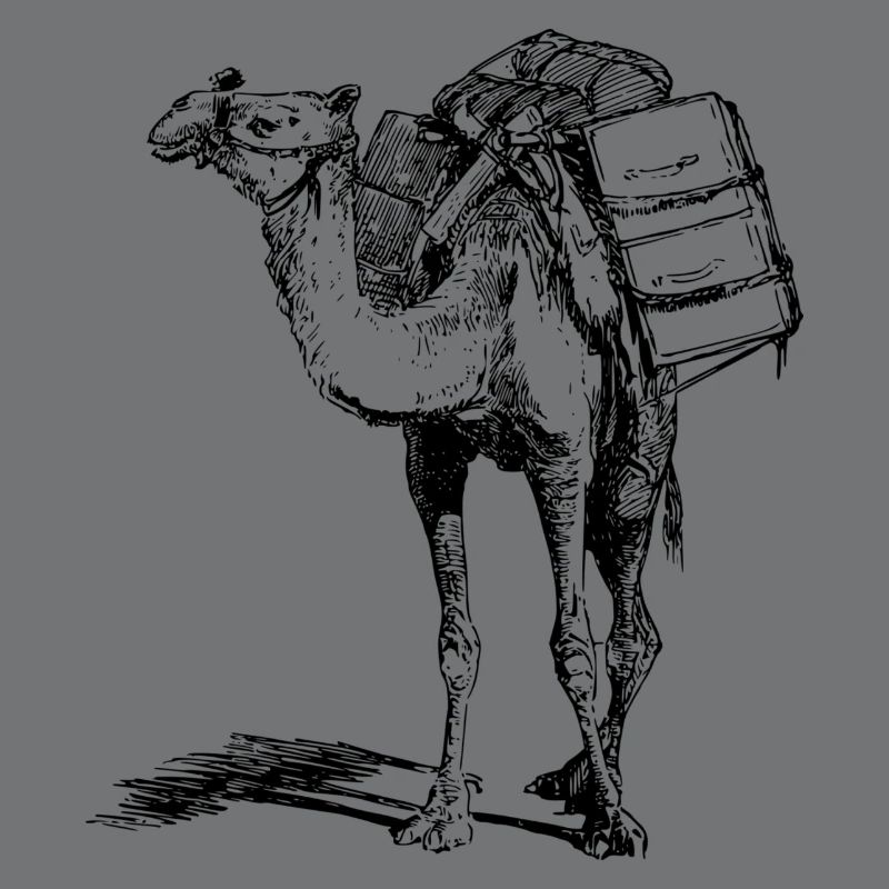 camel
