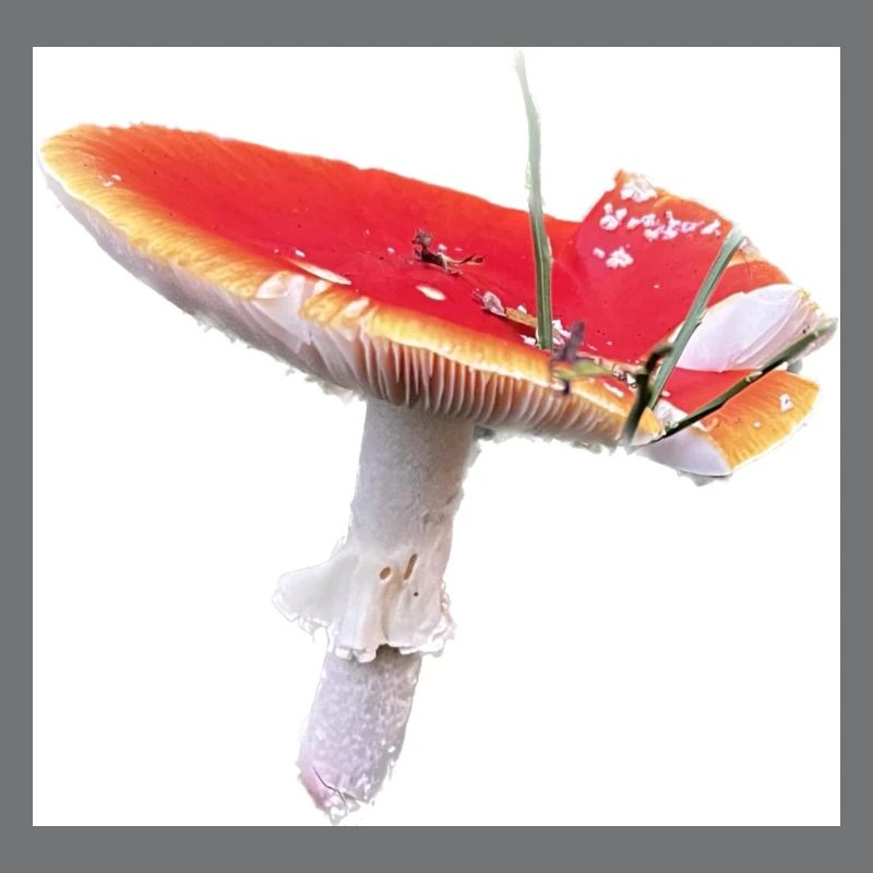 Homesaleor Toadstool
