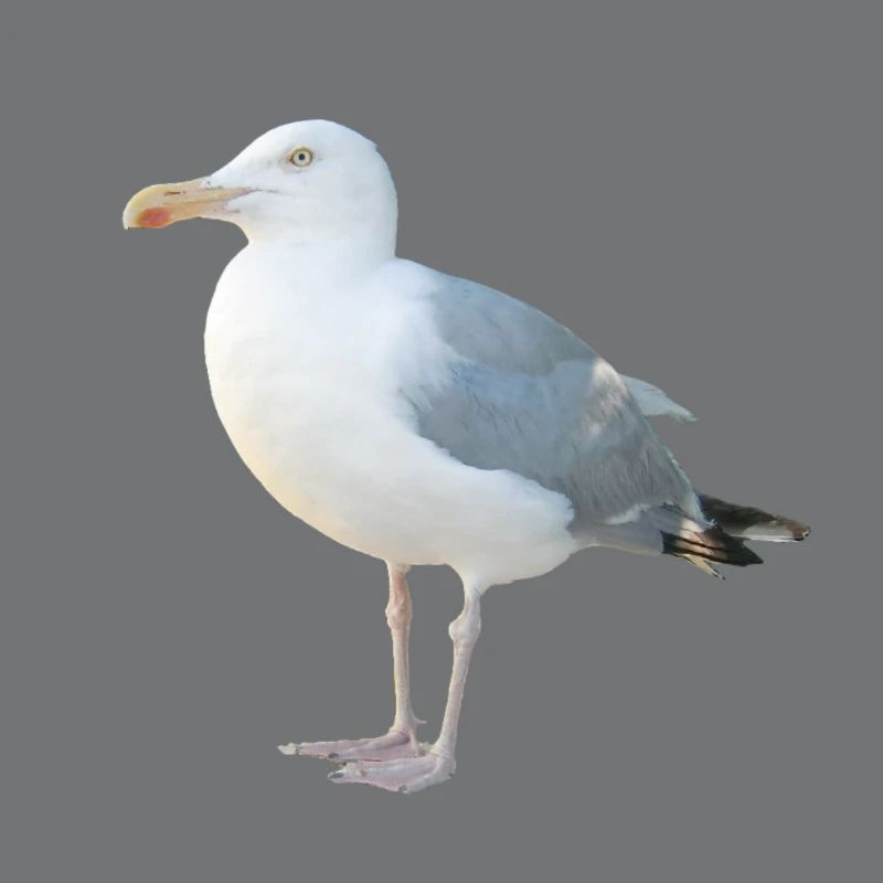 Möwe