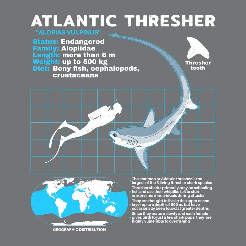 Thresher Shark Datasheet