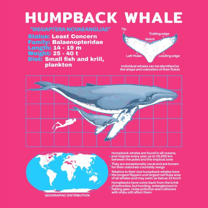 Fiche technique de la baleine à bosse