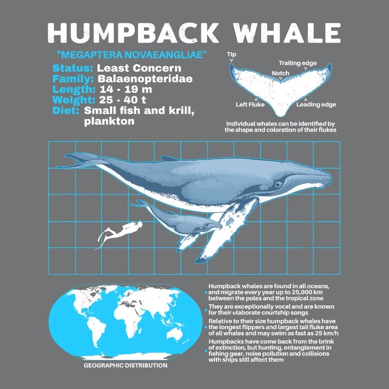 Humpback Whale Datasheet