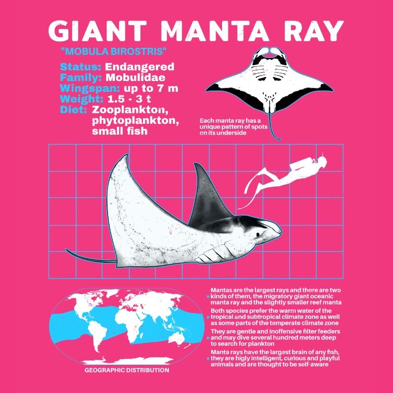 Manta rays Datasheet