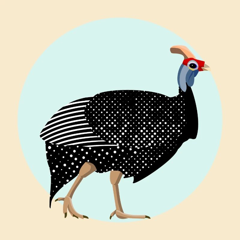 Pintade