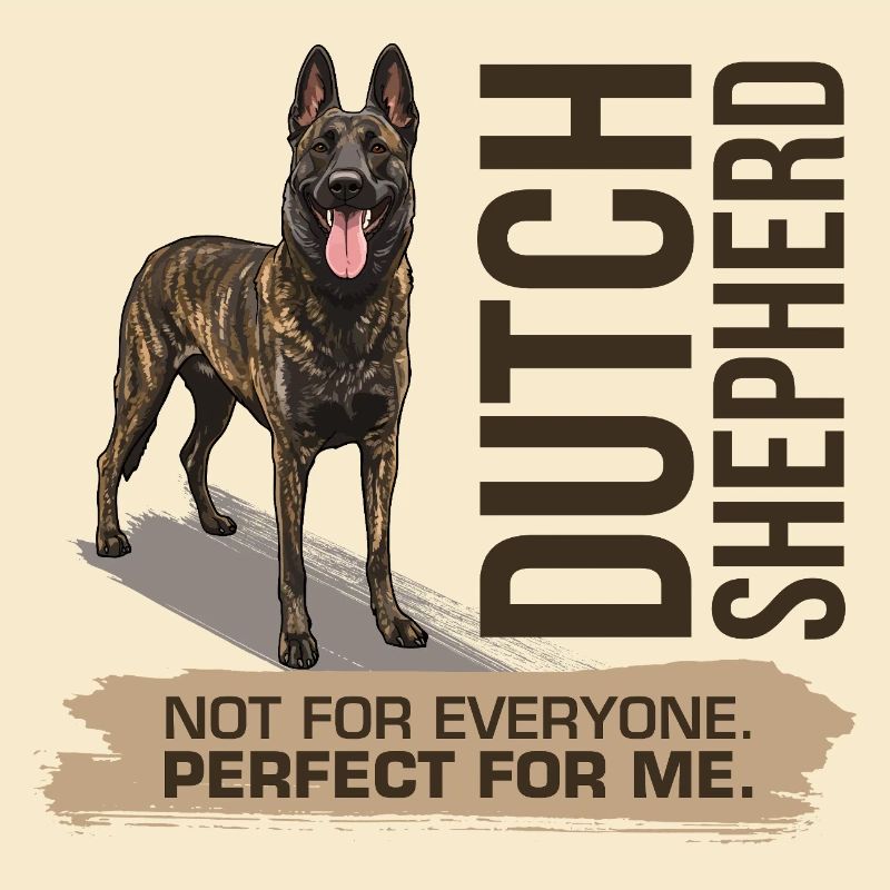 Dutch Shepherd - Dutchie 