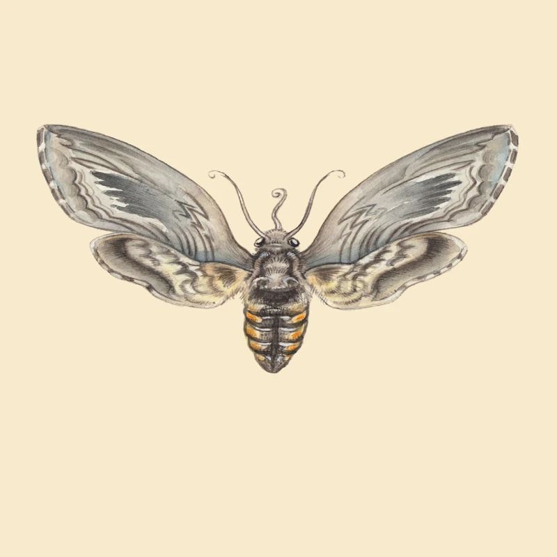GRAY MOTH - GRAY FALENA