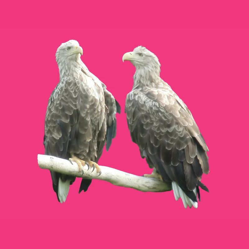 White-tailed eagle