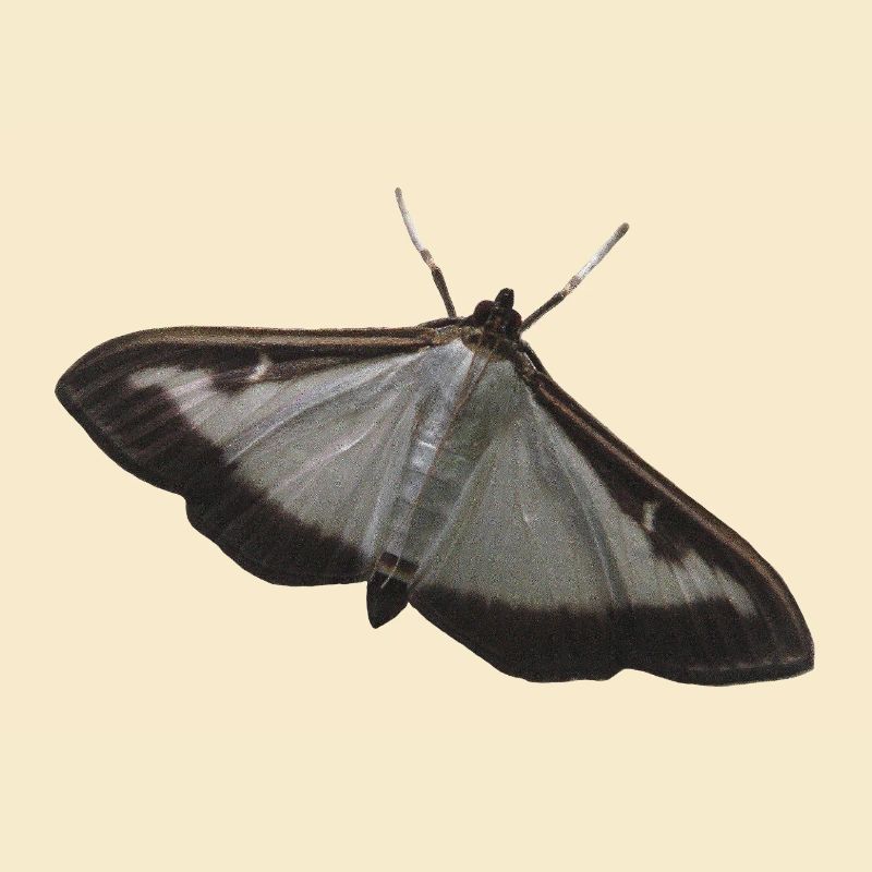 Buchsbaumzünsler
