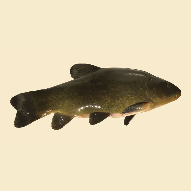 fish tench
