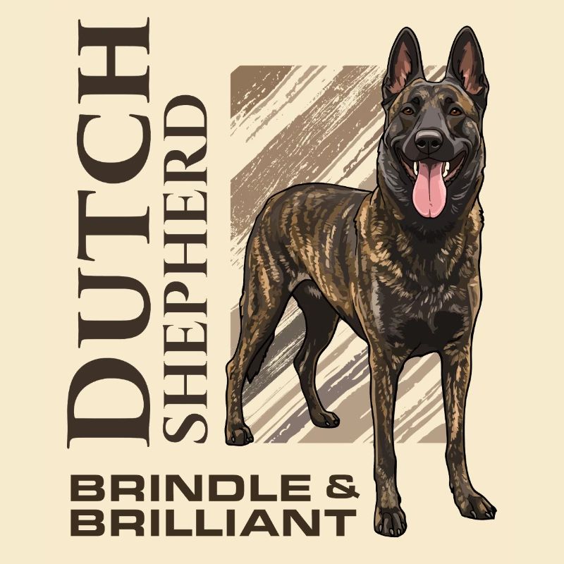 Dutch Shepherd - Dutchie 