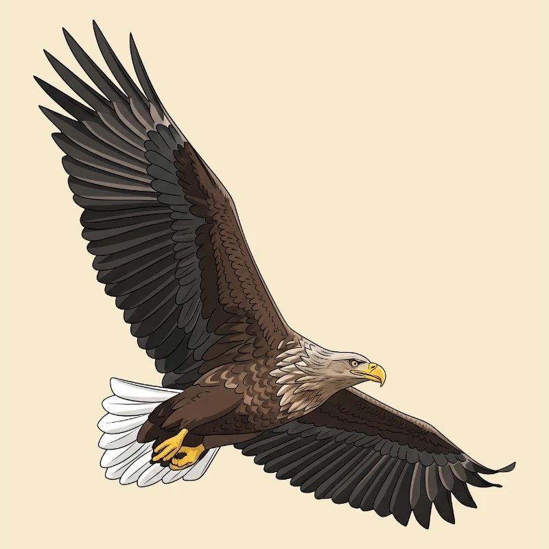 White-tailed eagle Haliaeetus albicilla