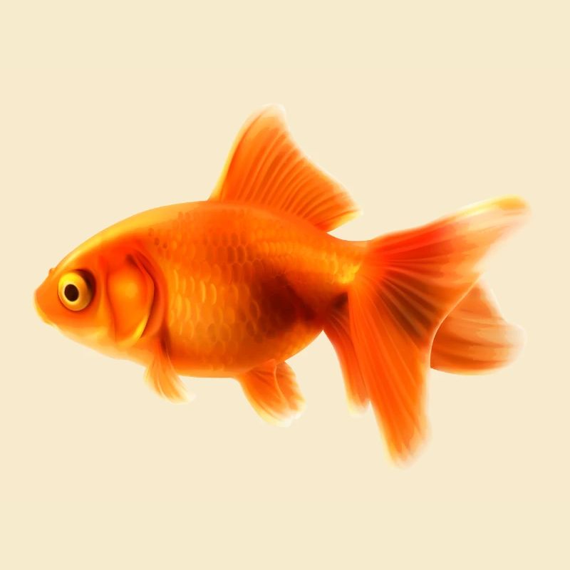 goldfish
