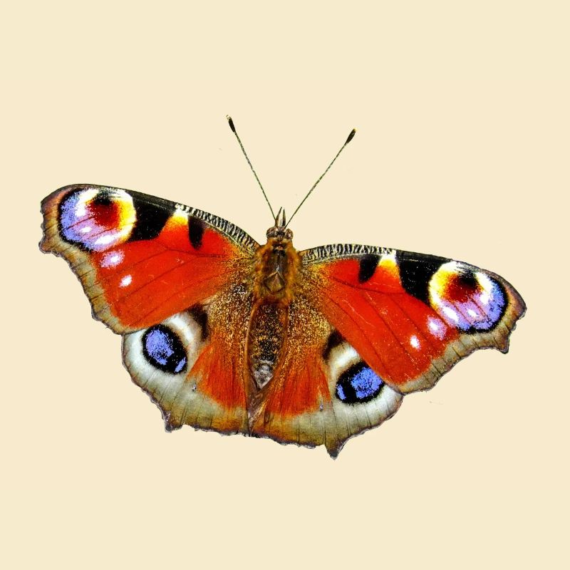 Butterfly peacock butterfly
