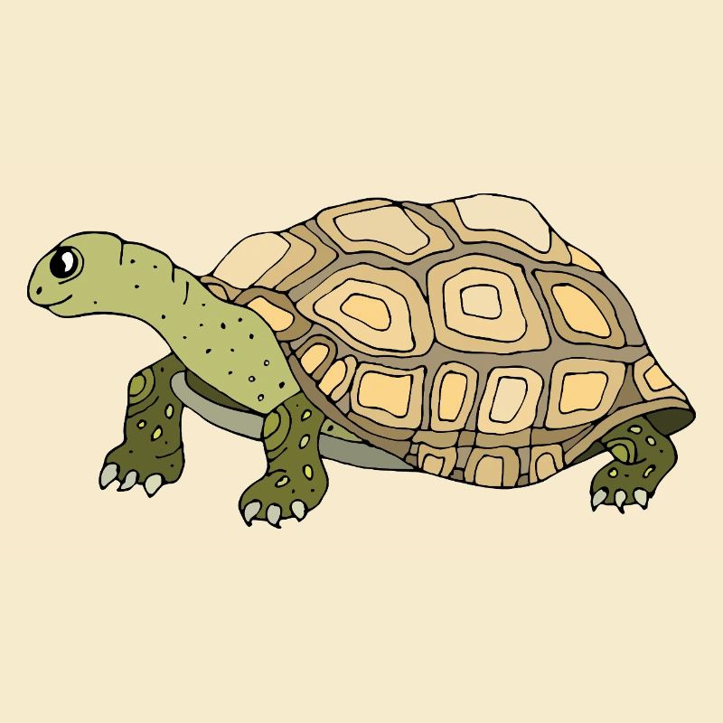 Tortoise