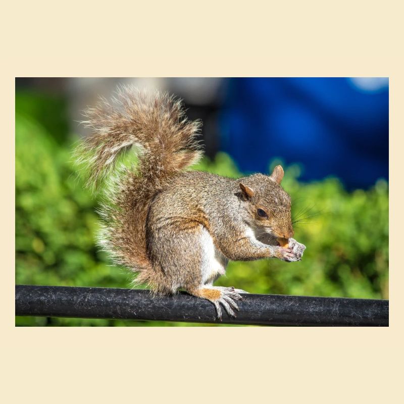 Essen Grauhörnchen Grauhörnchen Sciurus carolin