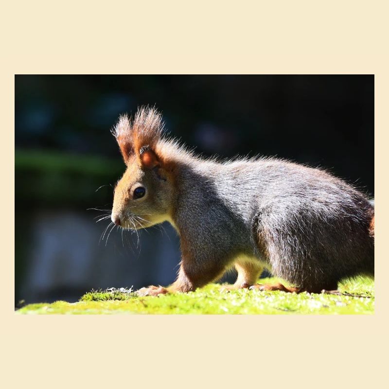 Eichhörnchen, Isibat