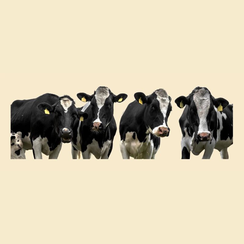 Cows. cows