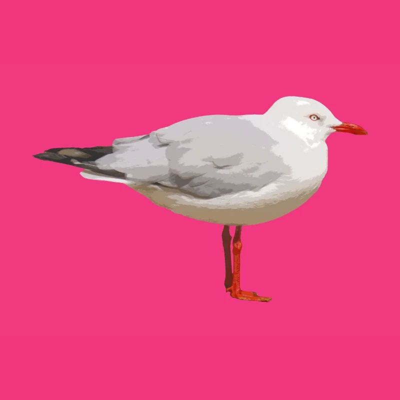 Möwe