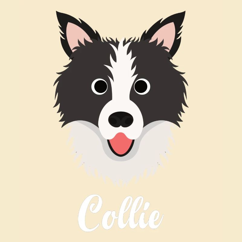 Collie - Border Collie