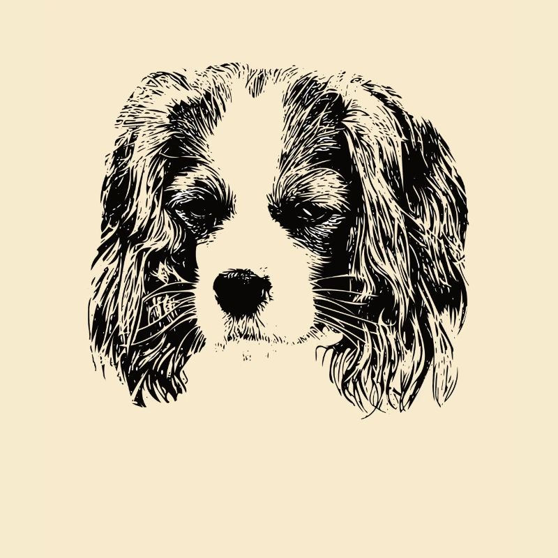 Cavalier King Charles Spaniel