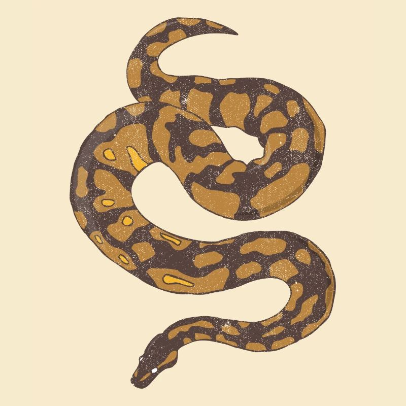 Ball Python