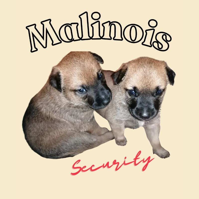 cute Malinois puppies - Security