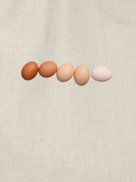 Eier