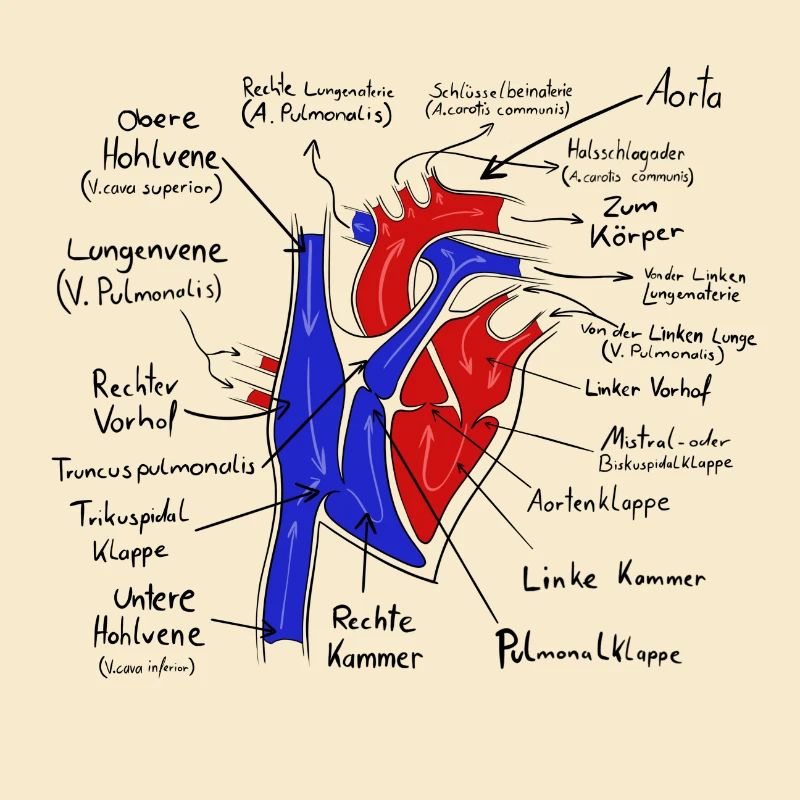 Aorta - Herz & blut kreislauf system