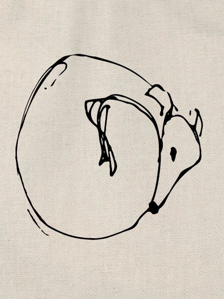 Kringelwindhund