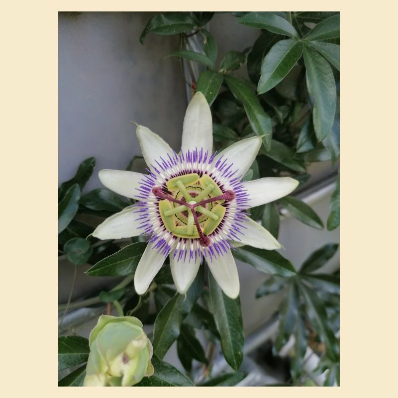 Passiflora fleur de Fruit de la Passion