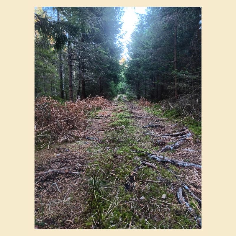 Forest path