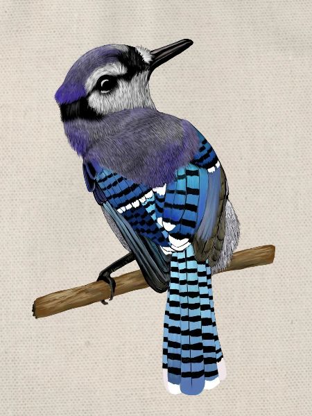 Blue Jay Vogel