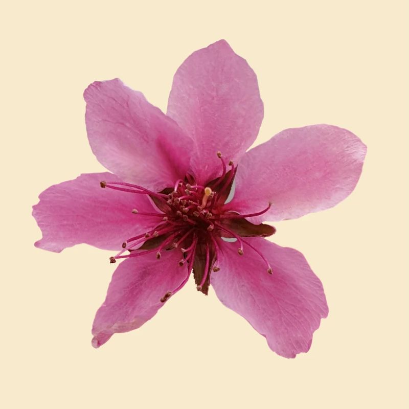 Pfirsichblüte