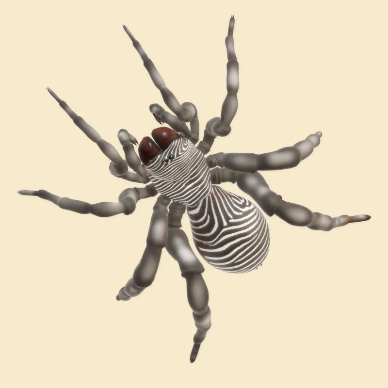 Spinne