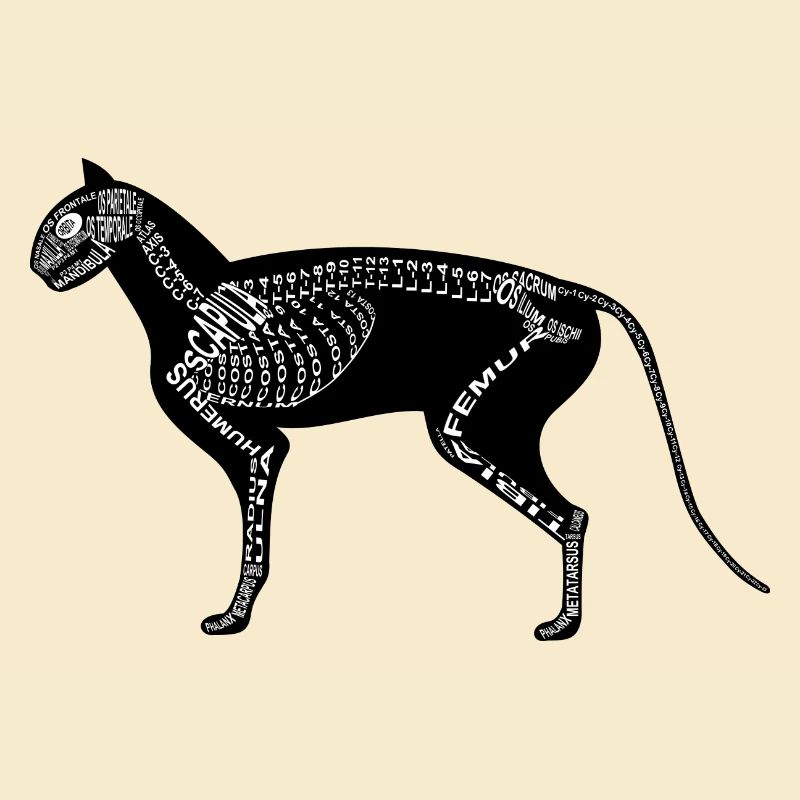 Cat Skeleton
