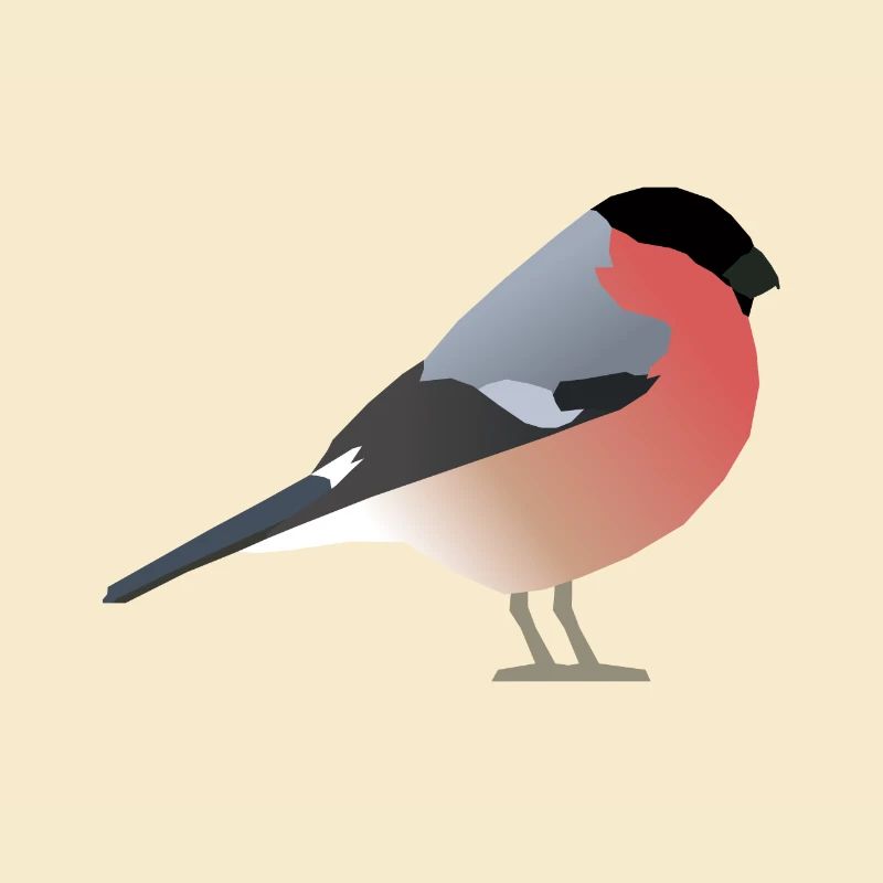 Dompfaff (Pyrrhula pyrrhula)