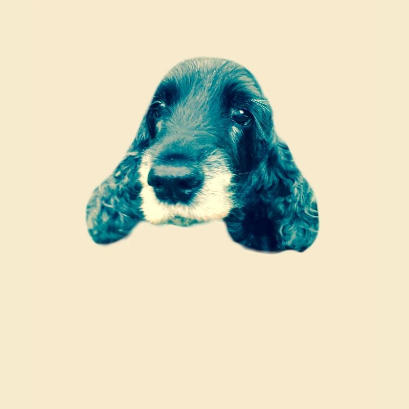 Cocker Spaniel