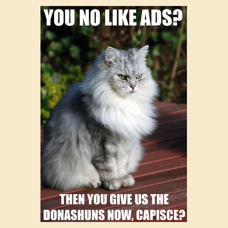 Fundraiser Cat